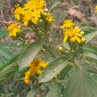 Calea urticifolia — flower