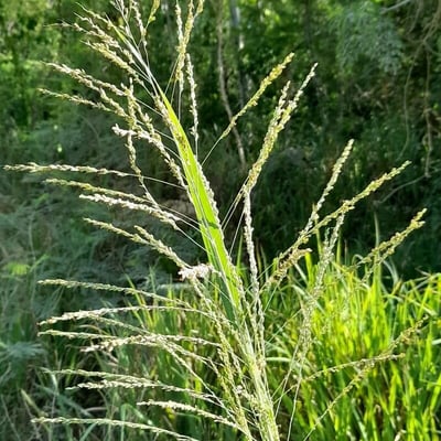 Panicum maximum — flower
