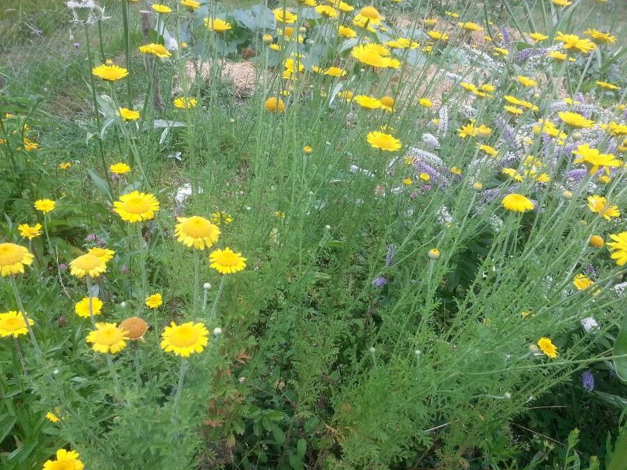 Golden chamomile