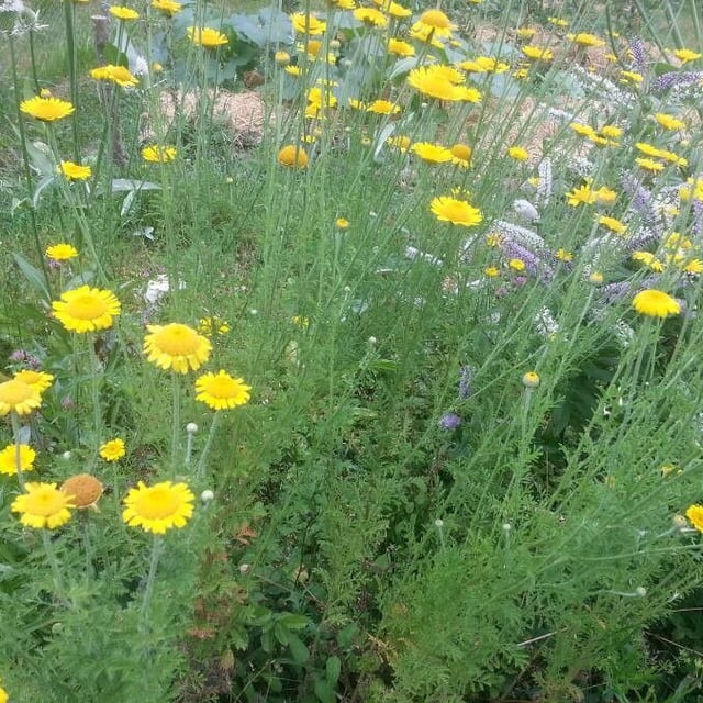 Cota tinctoria — flower