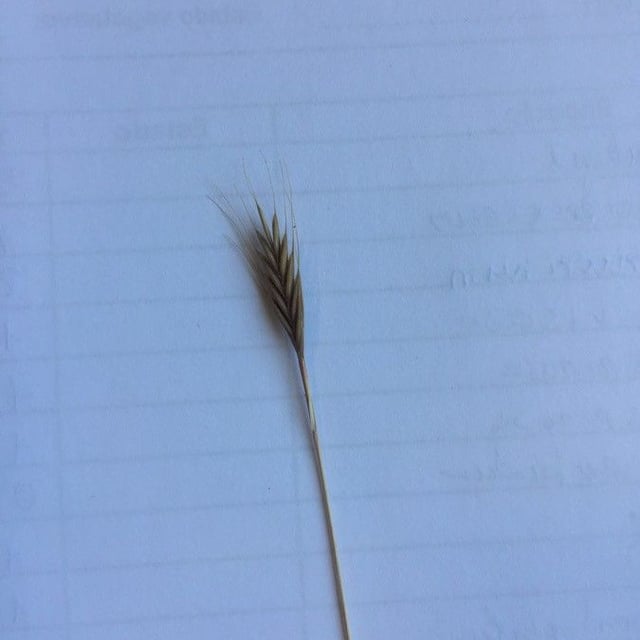 Brachypodium distachyon — flower
