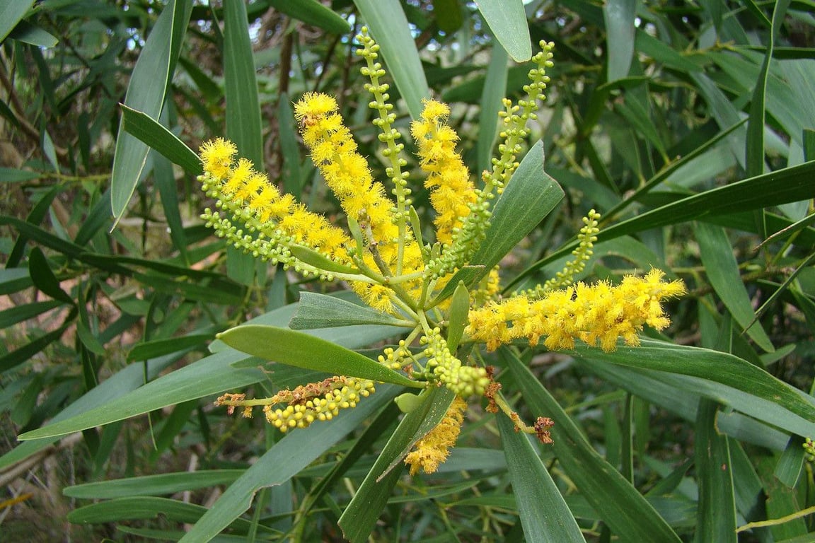 Acacia spirorbis