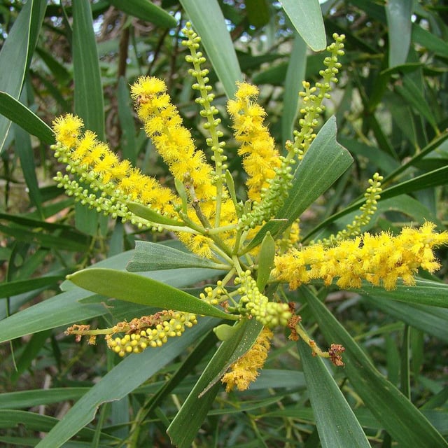Acacia spirorbis