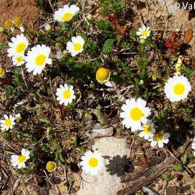 Chamaemelum fuscatum — flower