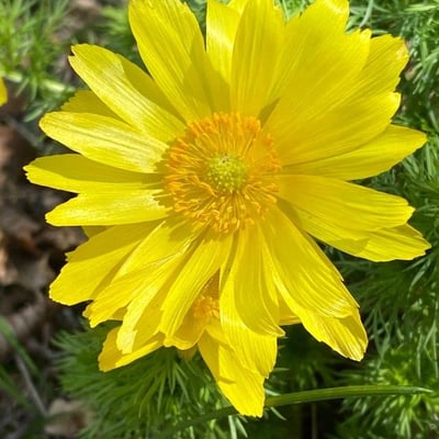 Adonis vernalis — flower