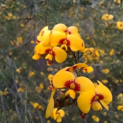Dillwynia retorta — flower