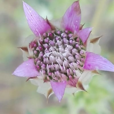 Xeranthemum inapertum — flower