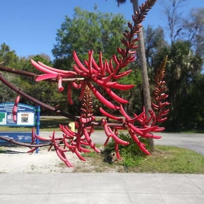 Erythrina herbacea — flower