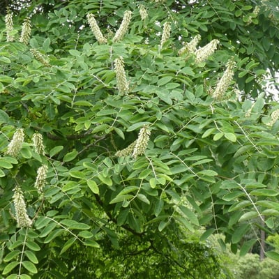 Maackia amurensis — flower
