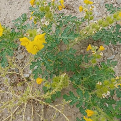 Solanum rostratum — flower