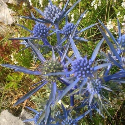Eryngium bourgatii — flower