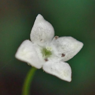 Galium rotundifolium — flower