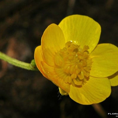 Ranunculus serpens — flower