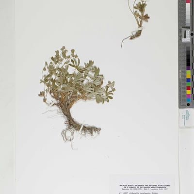 Alchemilla catalaunica — leaf