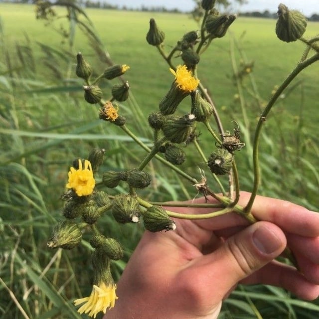 Sonchus palustris — flower
