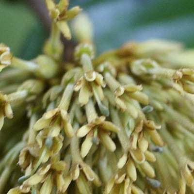 Neolamarckia cadamba — flower