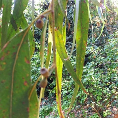 Eucalyptus goniocalyx — fruit