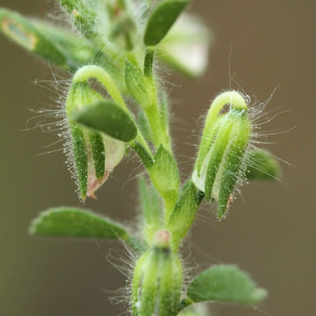 Ononis striata — flower