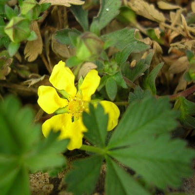 Potentilla cinerea — flower