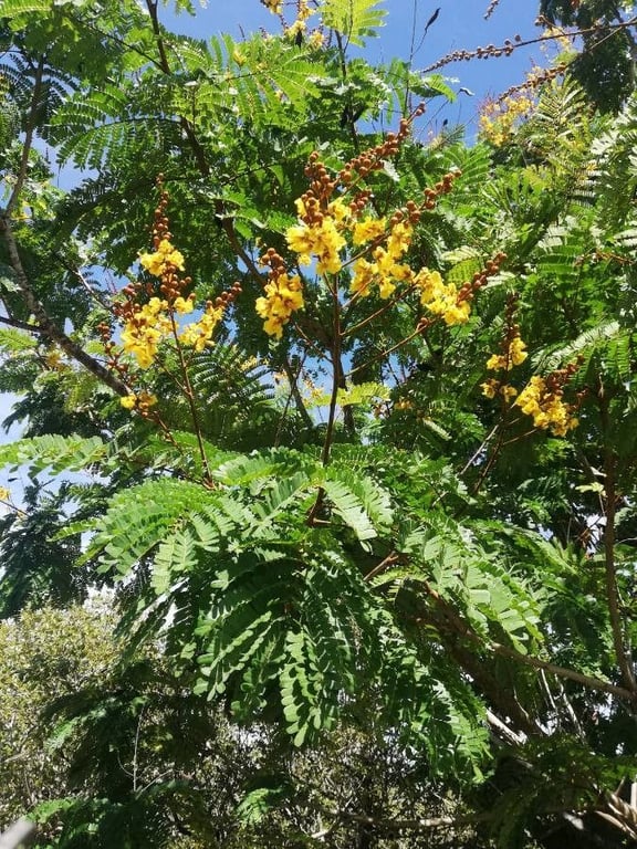 Yellow flame