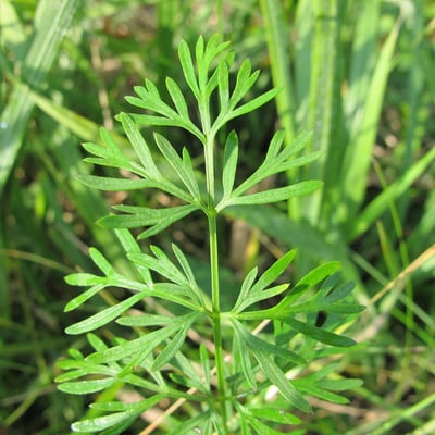 Kadenia dubia — leaf