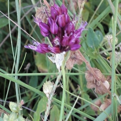 Allium vineale — flower