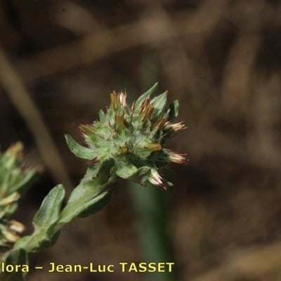 Filago lutescens — flower