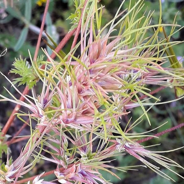 Poa bulbosa — flower