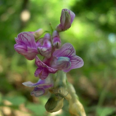 Lathyrus niger — flower