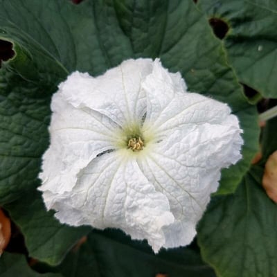 Lagenaria siceraria — flower