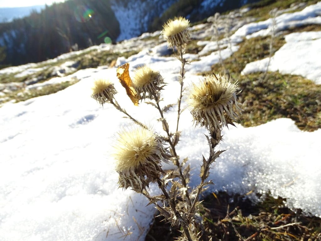 Carline thistle