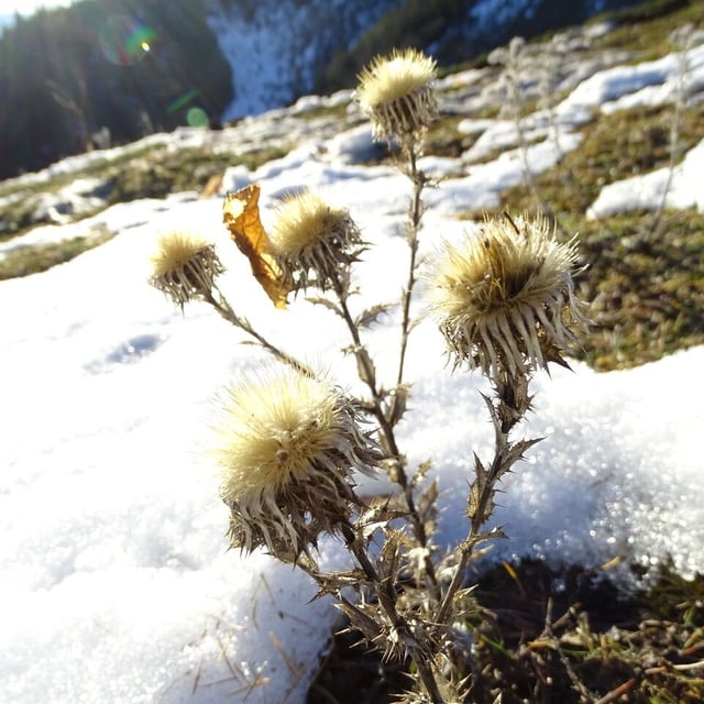 Carlina vulgaris — flower