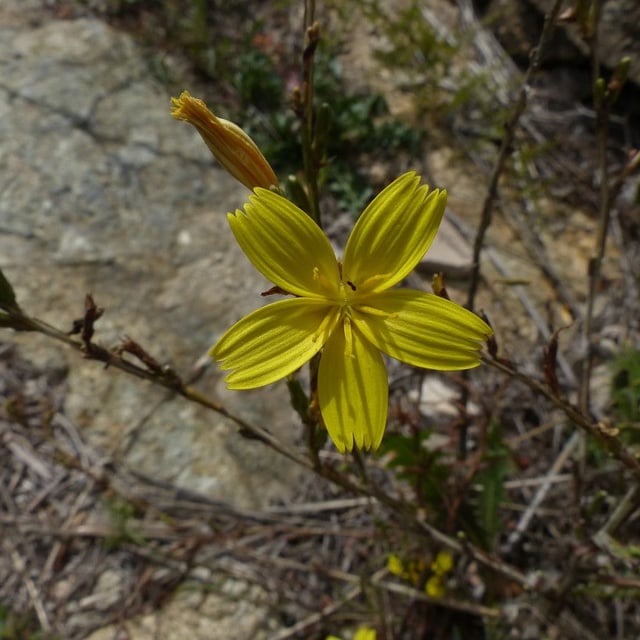 Lactuca viminea — flower