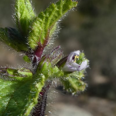 Stachys arvensis — flower