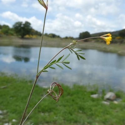 Ornithopus pinnatus — flower