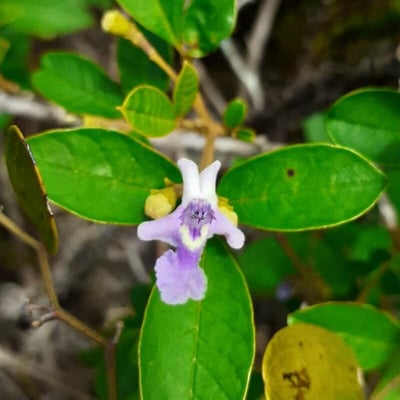 Vitex megapotamica — flower