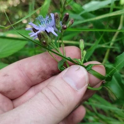 Lactuca sibirica — flower