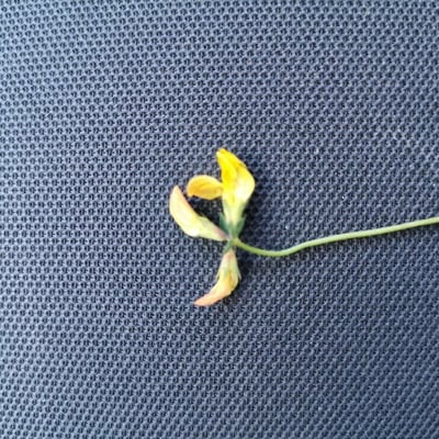 Lotus parviflorus — flower
