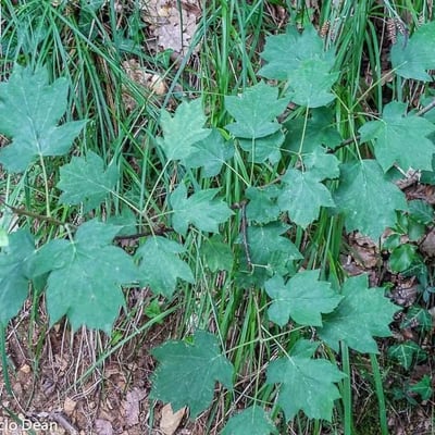 Torminalis glaberrima — flower