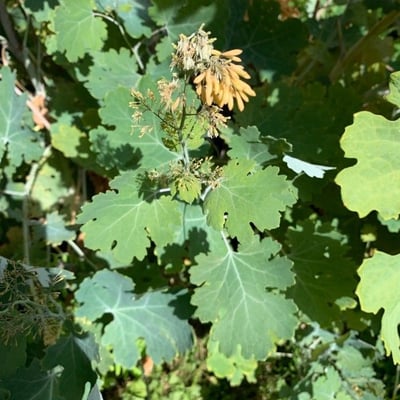 Macleaya cordata — flower