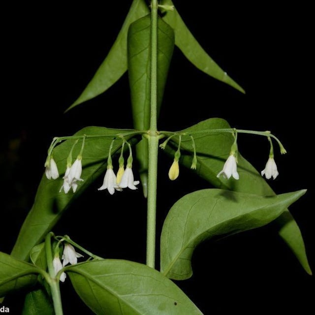 Chiococca alba — flower