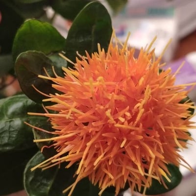 Carthamus tinctorius — flower