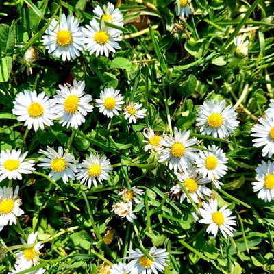 Bellis annua — flower