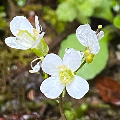 Arabis alpina — flower