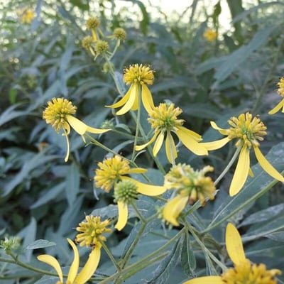 Verbesina alternifolia — flower