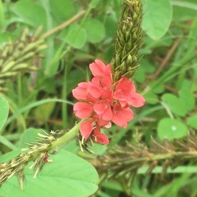 Indigofera hirsuta — flower