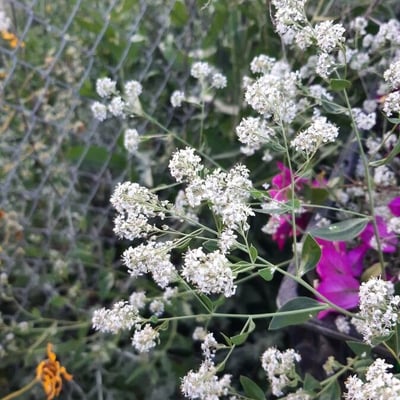 Lepidium latifolium — flower