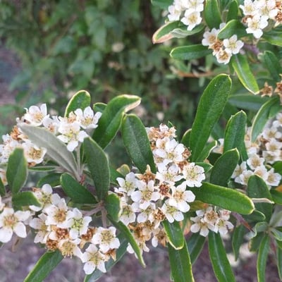 Pyracantha coccinea — flower