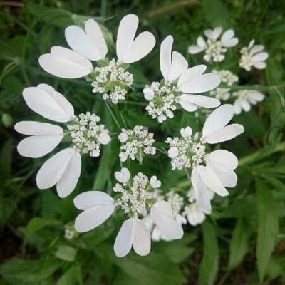 Orlaya grandiflora — flower