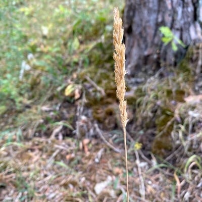 Trisetum spicatum — flower